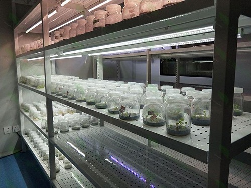化隆植物组织培养实验室设计建设方案